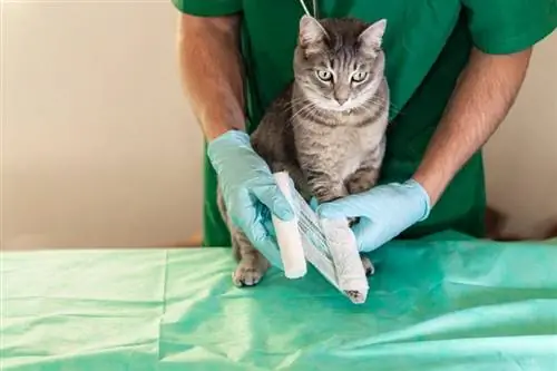 Tierarzt behandelt gebrochenes Bein der Katze