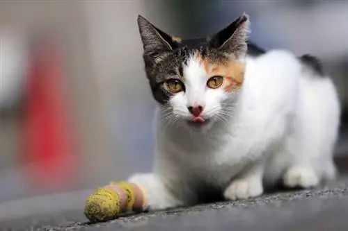 Cómo saber si un gato tiene una pata rota (Respuesta del veterinario)