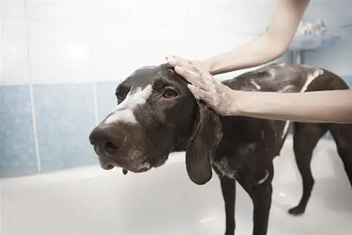 perro bañándose