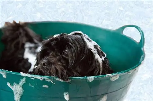 köpek ipeksi pürüzsüz banyo