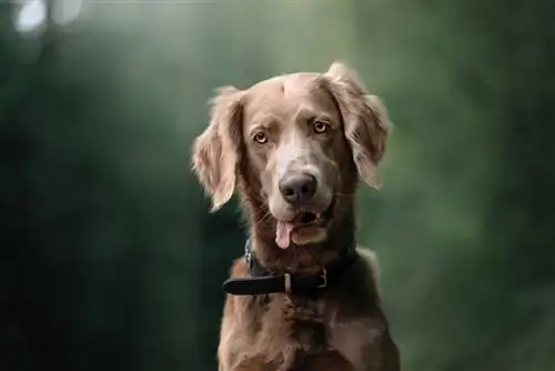 langharige weimaraner hond portret