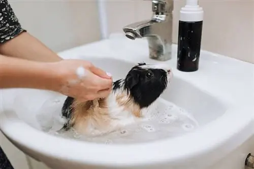 proprietario femminile che mette lo shampoo sulla cavia