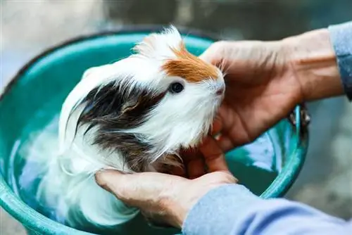 cavia che fa il bagno