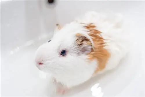 Cavia's wassen: 14 door dierenartsen goedgekeurde essentiële tips