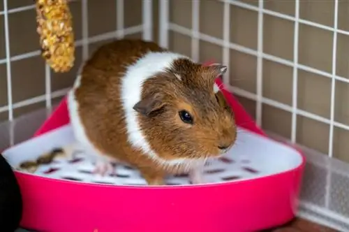 cavia seduta nella lettiera