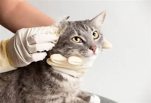 veterinário cuide do gato cinza limpando orelha doente antes do procedimento em luvas