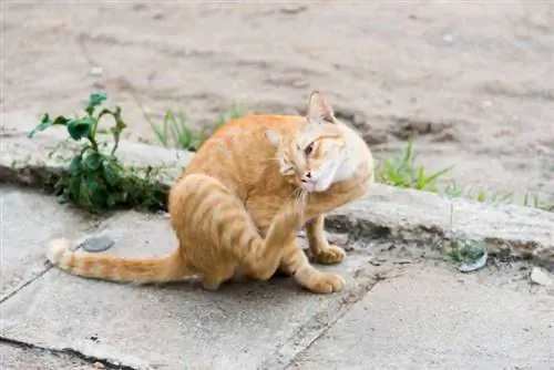 Können Vogelmilben auf Katzen leben? Vom Tierarzt bestätigte Fakten & Möglichkeiten, sie loszuwerden