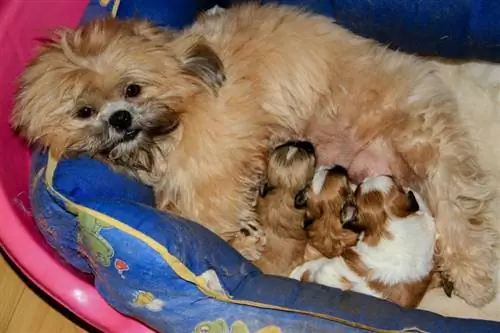 mãe shih tzu alimentando seus filhotes