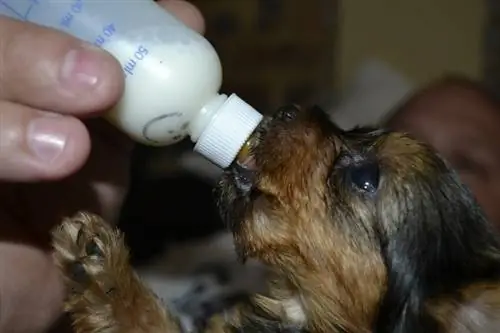 nourrir un chiot avec du lait de remplacement