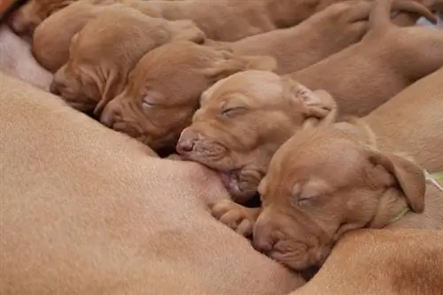 Come aumentare la produzione di latte del tuo cane (8 modi migliori)