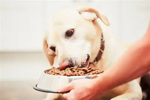 Hrănește labrador retriever înfometat