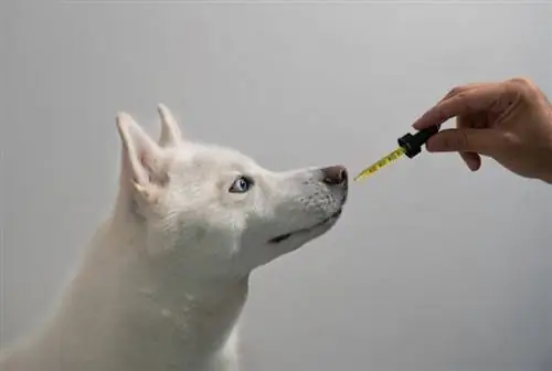 chien prenant de la teinture d'huile de chanvre CBD