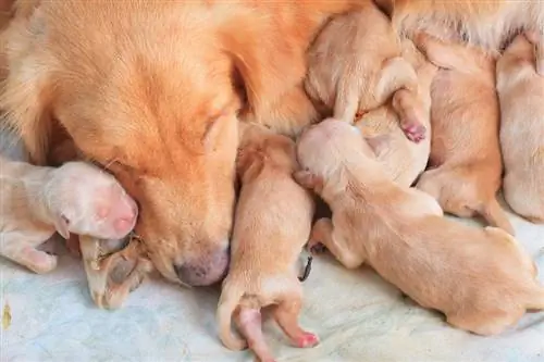 Golden Retriever күшіктері мен mom_stockphoto mania_shutterstock бірінші күні