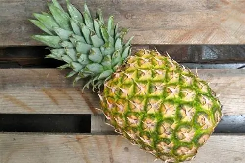 Kediler Ananas Yiyebilir mi? Ne bilmek istiyorsun