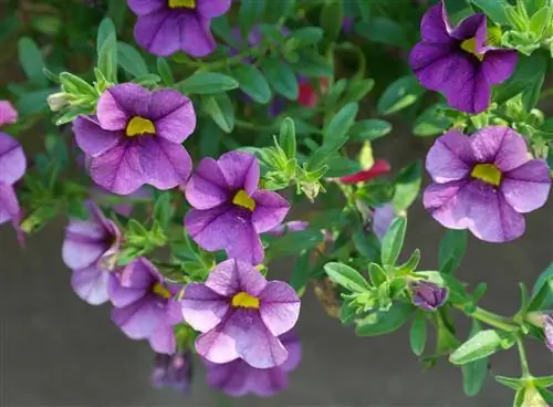 petunias