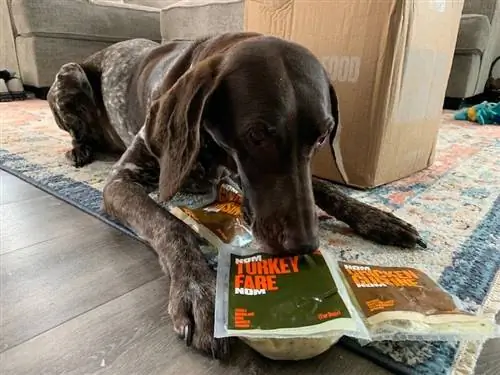 chien brun tacheté reniflant de la nourriture fraîche pour chiens de dinde Nom Nom