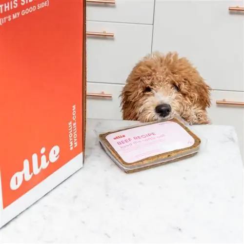 anjing dengan resep daging sapi ollie