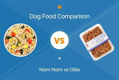 Nom Nom vs Ollie : quelle nourriture fraîche pour chiens est la meilleure en 2023 ?