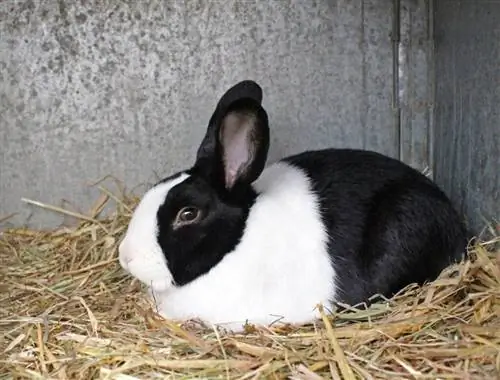 Dutch Rabbit