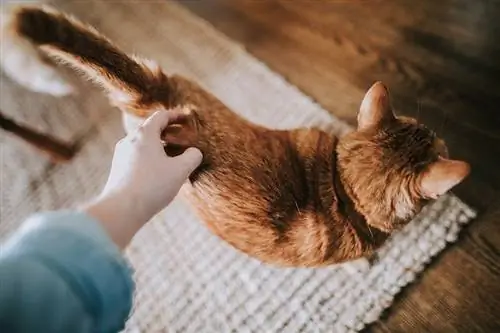 una mano rascando el trasero del gato