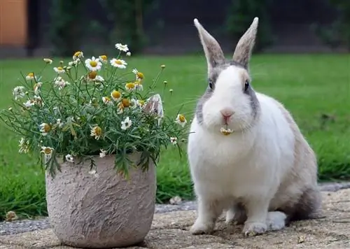 Holländisches Kaninchen