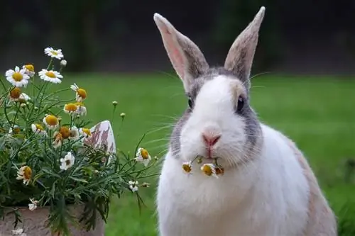 Niederländisches Kaninchen