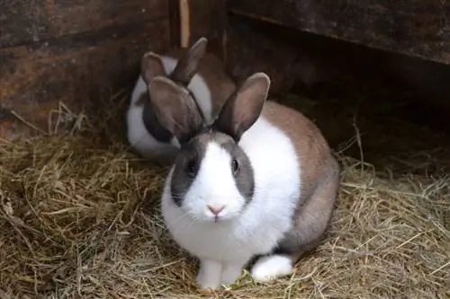 Dutch Rabbit