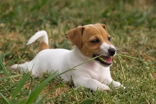 Κουτάβι jack russell που τρώει γρασίδι