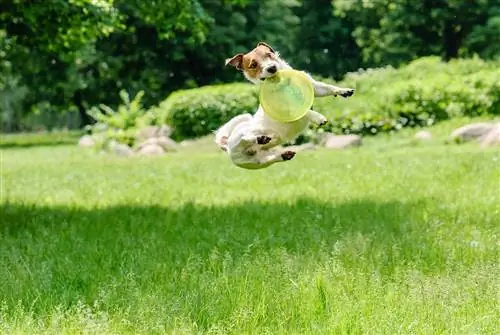 jack russell terrier saut