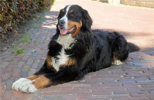 Berner Sennenhund liegt auf dem Boden