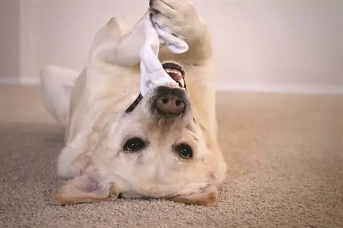 anjing labrador bermain dengan stokin