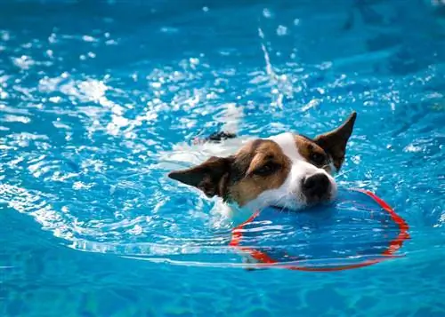 Jack Russell jouant dans l'eau avec un jouet aquatique