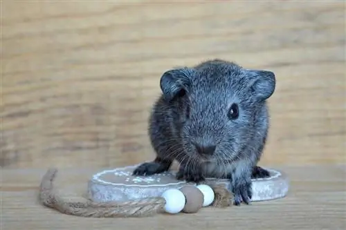 Bayi Guinea Pig