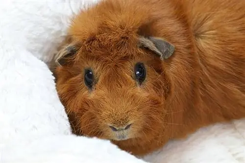 babi guinea coklat pada selimut bulu