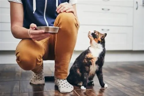 homem segurando tigela de gato