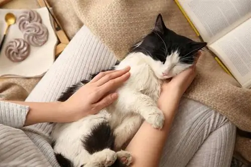 gato amassando e ronronando deitado no colo do dono