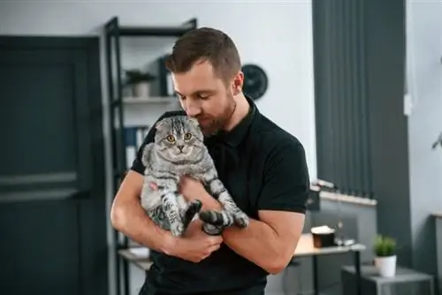 homem segurando gato malhado cinza escocês