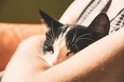 Gato dormindo nos braços de uma mulher