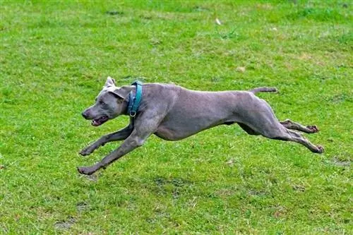 Weimaraner che corre sull'erba