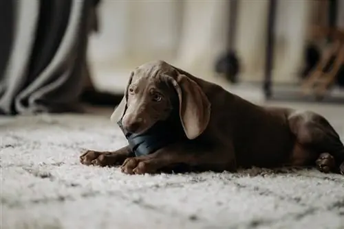 cane weimaraner sdraiato