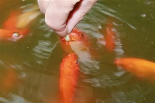 memberi makan dengan tangan-ikan mas