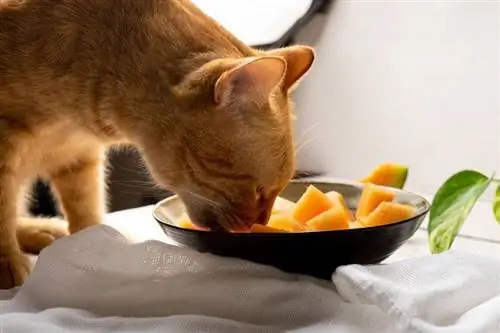 pusang kumakain ng cantaloupe melon