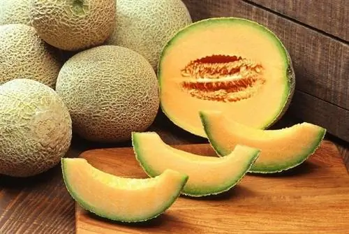 Муур Cantaloupe идэж чадах уу? Та юу мэдэх хэрэгтэй вэ