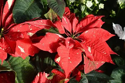 ድመቶችን ከPoinsettias እንዴት ማራቅ ይቻላል፡ 7 በቬት የተፈቀዱ ዘዴዎች