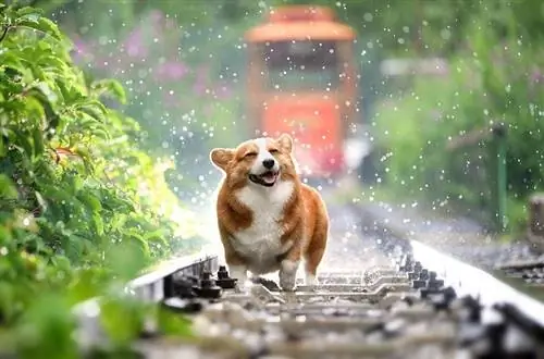 Corgipoo ዶግ ዘር መረጃ