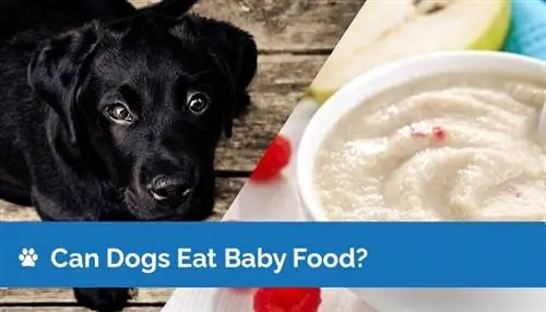 Kan hunde spise babymad? Sundhedsfakta & FAQ