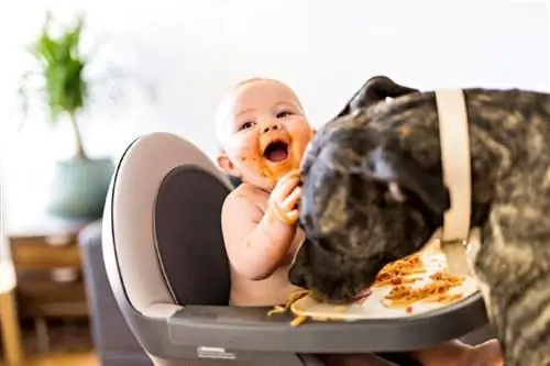 ein Hund, der die Nahrung des Babys frisst