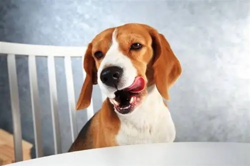 beagle zittend op een stoel aan tafel en mond likkend