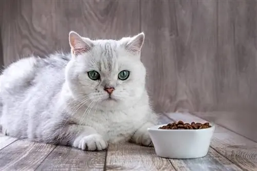 een witte kat met voerbak vol kattenvoer