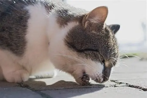 gato vomitando